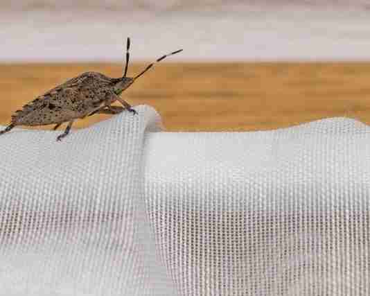 How to Identify and Remove Bed Bugs