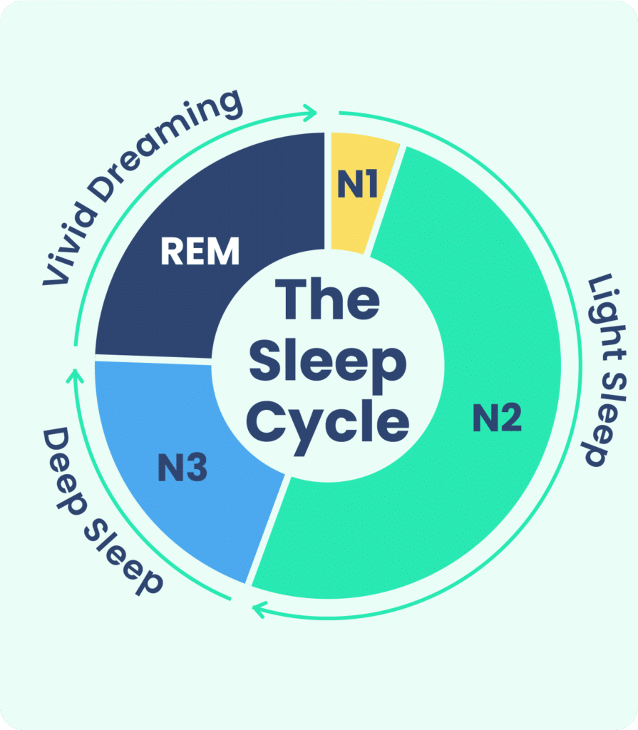 What Happens During REM Sleep?