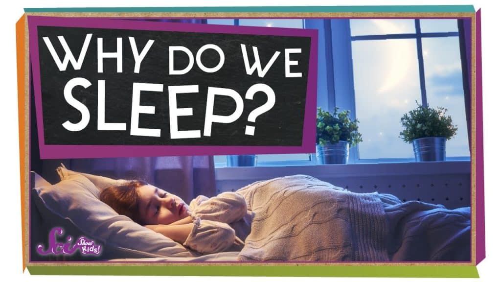 Why Do We Need Sleep?